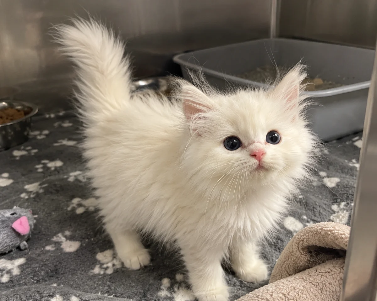 The real Milo, a rescue kitten